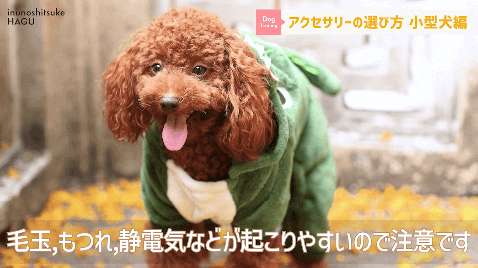 【小型犬グッズ】1０分でわかる「愛犬に合ったアクセサリーの選び方！