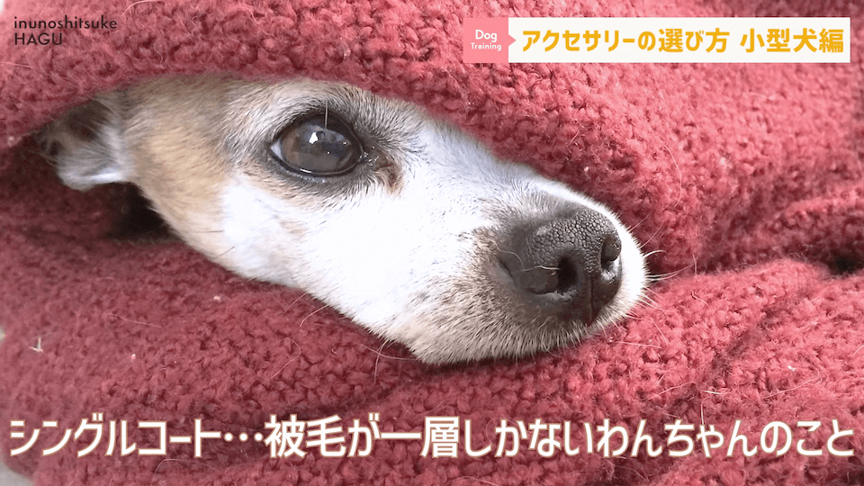 【小型犬グッズ】1０分でわかる「愛犬に合ったアクセサリーの選び方！