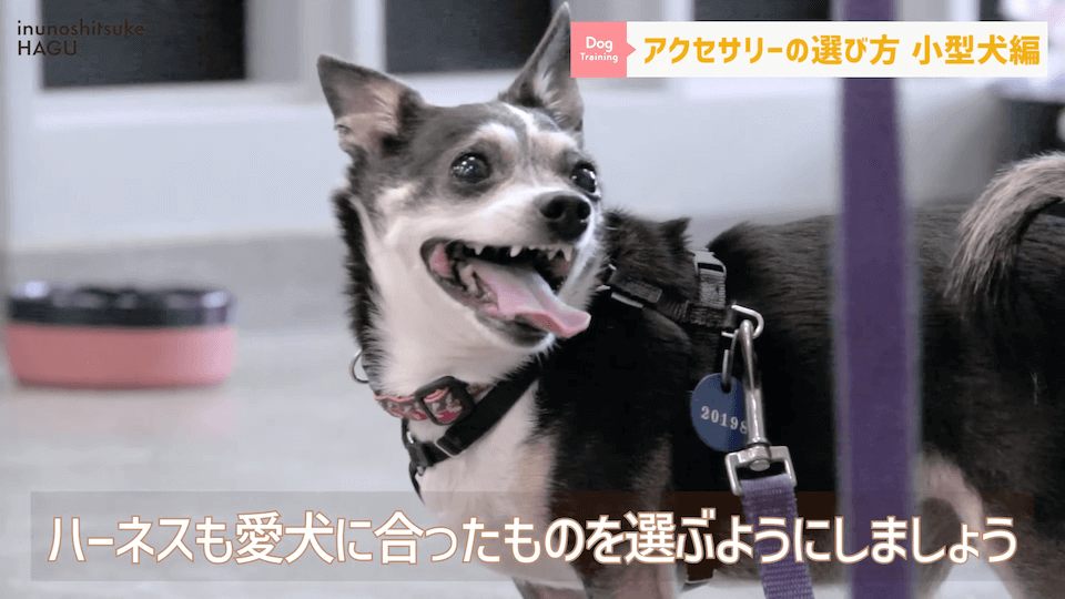 【小型犬グッズ】1０分でわかる「愛犬に合ったアクセサリーの選び方！