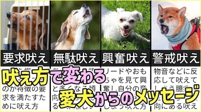 わんちゃんの吠え方は4種類ある！プロドッグトレーナーが見分け方を解説！