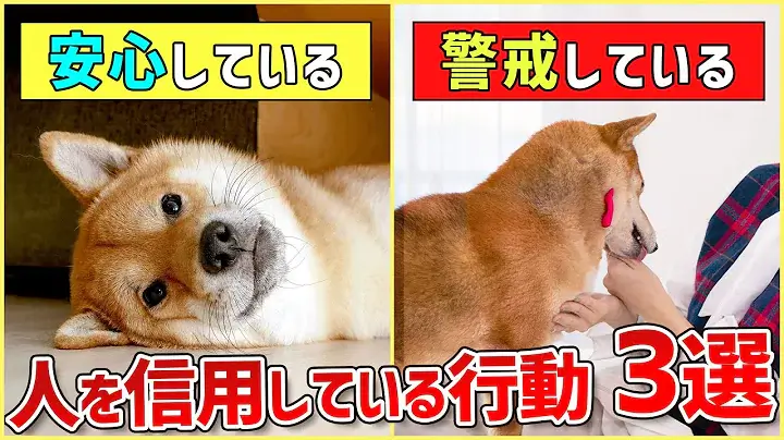 意外と知らない！わんちゃんが心を許した人にしか見せない行動3選！