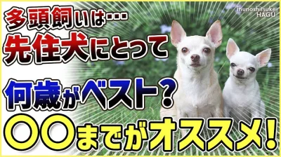 2匹目のワンチャンを迎え入れるタイミングはいつがベスト！？〇〇な程仲良くなりやすいです！！