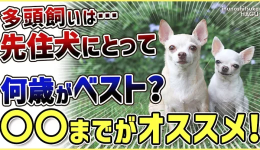 2匹目のワンチャンを迎え入れるタイミングはいつがベスト！？〇〇な程仲良くなりやすいです！！