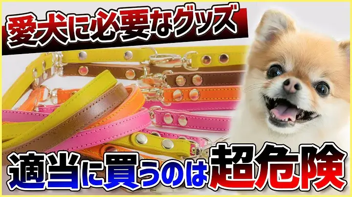 【小型犬グッズ】10分でわかる「愛犬に合ったアクセサリーの選び方!