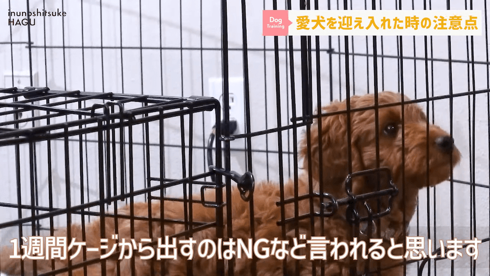 飼い主初心者さんに向け！ワンちゃんを迎え入れてすぐにやるべき行動解説！