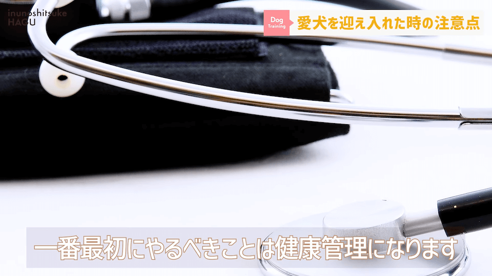 飼い主初心者さんに向け！ワンちゃんを迎え入れてすぐにやるべき行動解説！