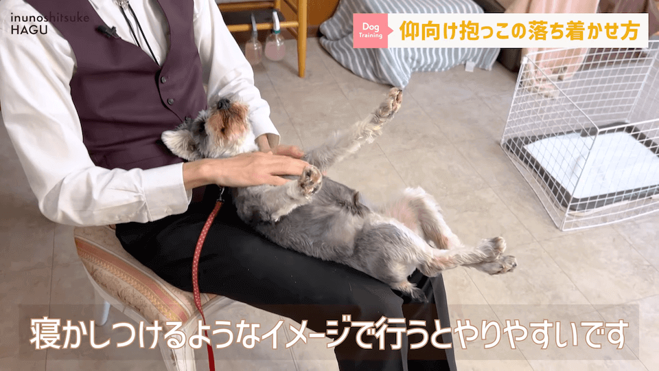 愛犬を落ち着かせたい！焦らずにこの抱っこ方法を反復練習！