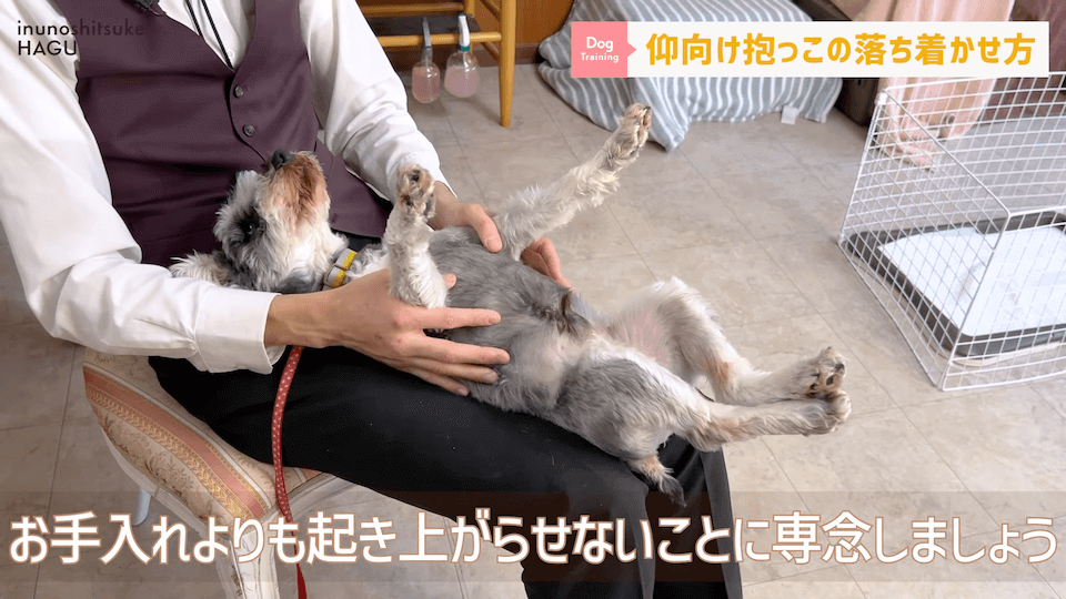 愛犬を落ち着かせたい！焦らずにこの抱っこ方法を反復練習！