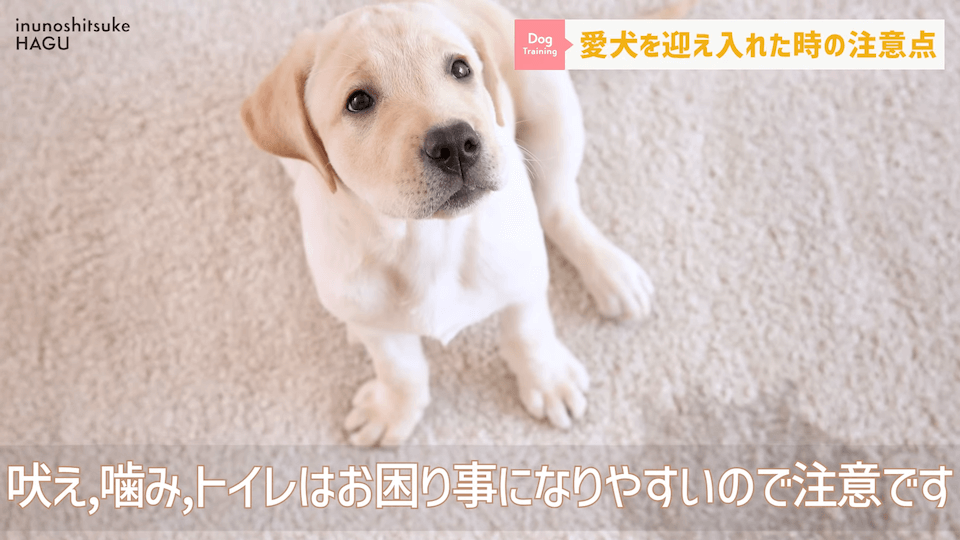 飼い主初心者さんに向け！ワンちゃんを迎え入れてすぐにやるべき行動解説！