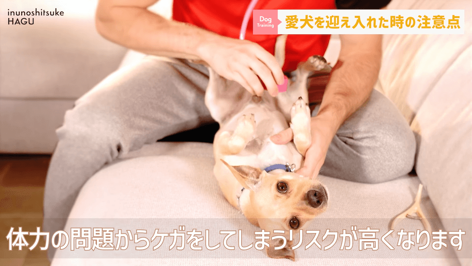 飼い主初心者さんに向け！ワンちゃんを迎え入れてすぐにやるべき行動解説！