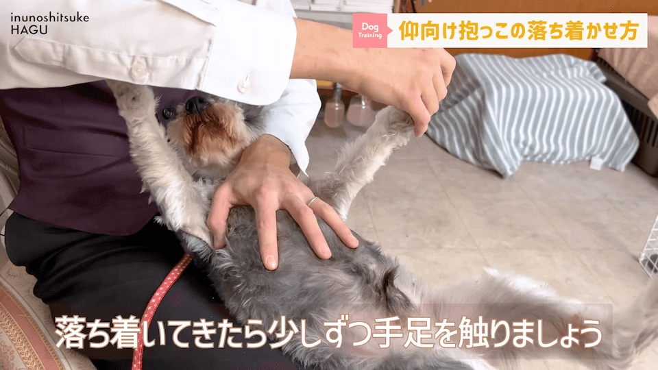 愛犬を落ち着かせたい！焦らずにこの抱っこ方法を反復練習！