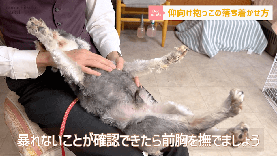 愛犬を落ち着かせたい！焦らずにこの抱っこ方法を反復練習！