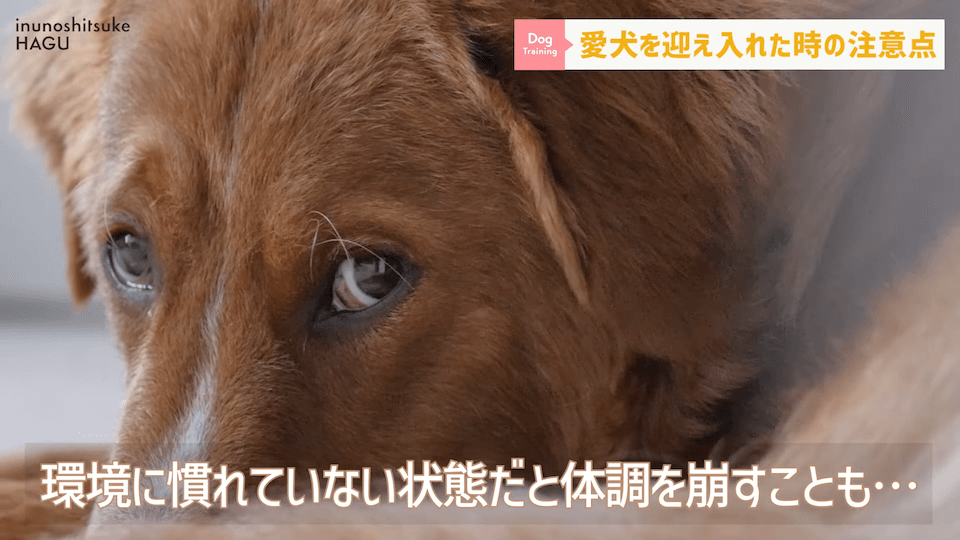 飼い主初心者さんに向け！ワンちゃんを迎え入れてすぐにやるべき行動解説！