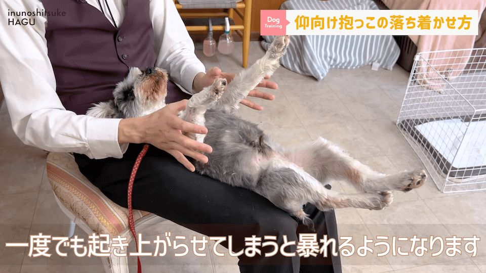 愛犬を落ち着かせたい！焦らずにこの抱っこ方法を反復練習！