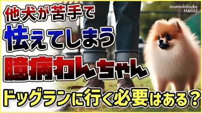 ドッグランの好き嫌いは環境次第！ドッグランの相性と効果を解説！