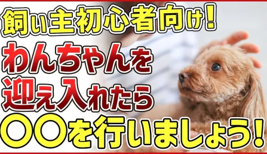 飼い主初心者さんに向け！ワンちゃんを迎え入れてすぐにやるべき行動解説！