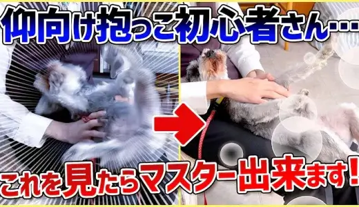 愛犬を落ち着かせたい！焦らずにこの抱っこ方法を反復練習｜初心者向け