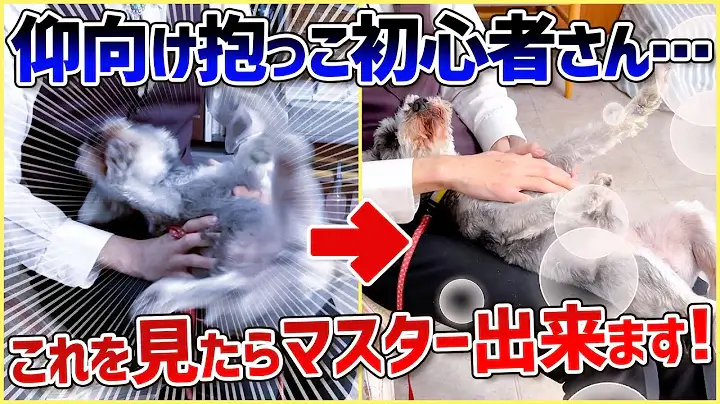 愛犬を落ち着かせたい！焦らずにこの抱っこ方法を反復練習！