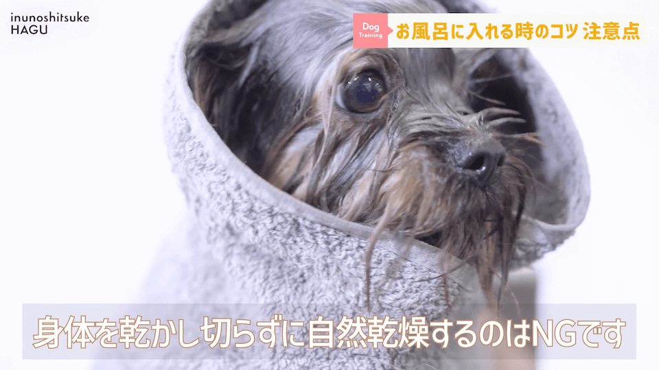 飼い主さんに覚えて欲しい！自宅で愛犬をお風呂に入れる時の注意点！