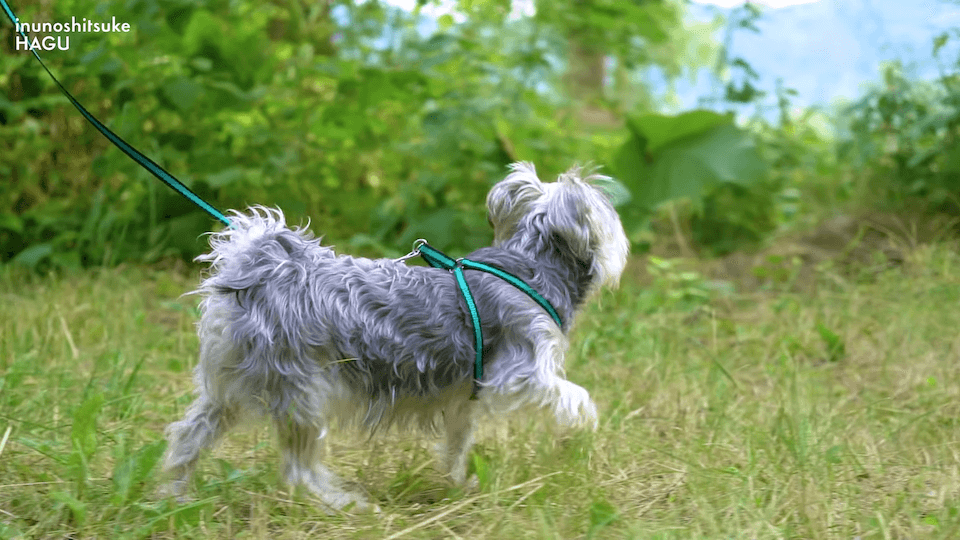 【LINE質問 回答】吠える！舐める！パニック！愛犬の警戒心にはどうすればいいのか悩みに回答！