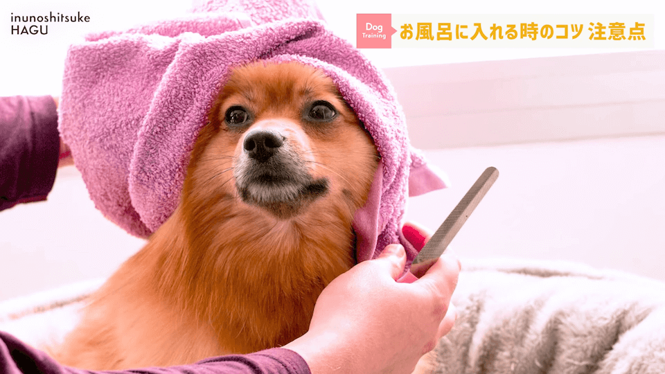 飼い主さんに覚えて欲しい！自宅で愛犬をお風呂に入れる時の注意点！