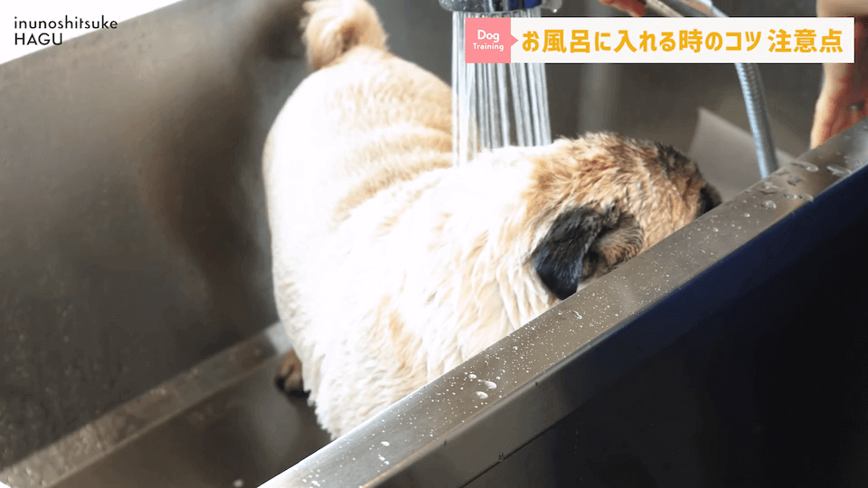 飼い主さんに覚えて欲しい！自宅で愛犬をお風呂に入れる時の注意点！