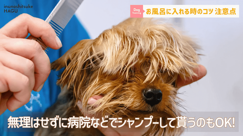 飼い主さんに覚えて欲しい！自宅で愛犬をお風呂に入れる時の注意点！