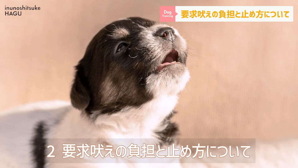 【#育犬ノイローゼ】視聴者さんからの質問に徹底返答！愛犬には適切な〇〇が必要です！