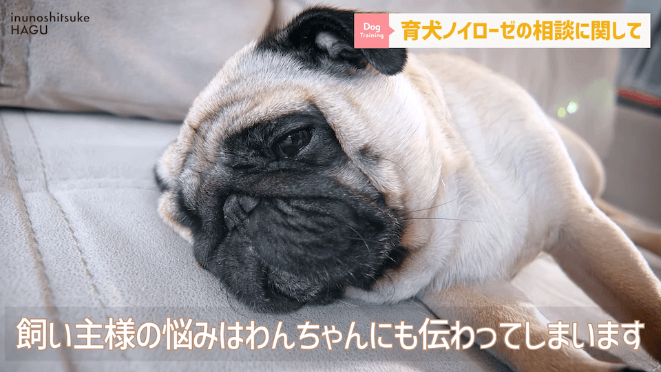 【#育犬ノイローゼ】視聴者さんからの質問に徹底返答！愛犬には適切な〇〇が必要です！