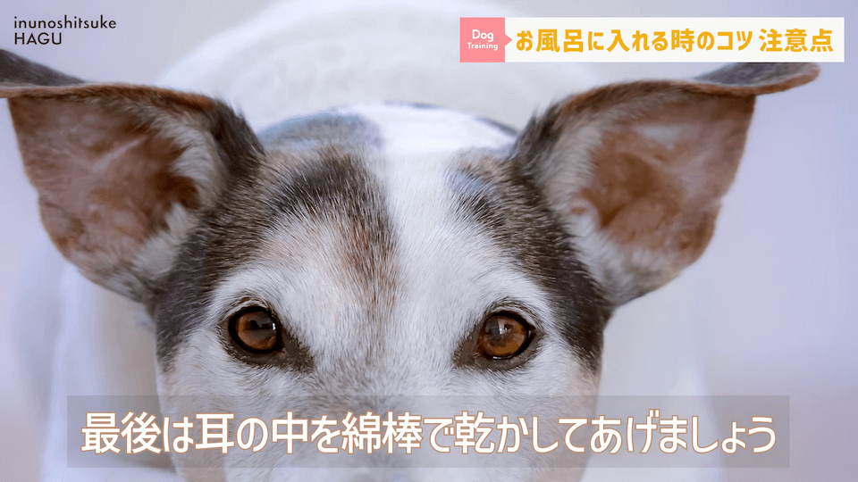 飼い主さんに覚えて欲しい！自宅で愛犬をお風呂に入れる時の注意点！