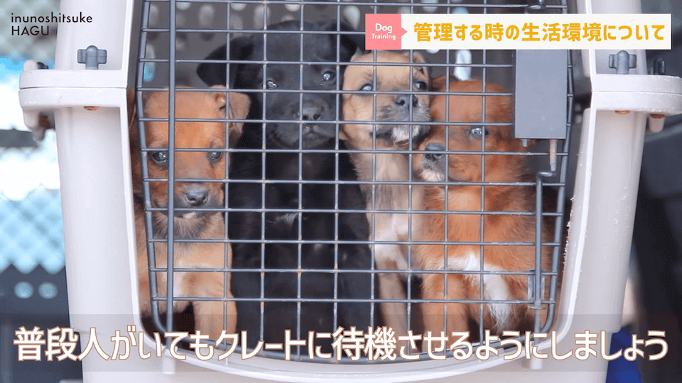 【#育犬ノイローゼ】視聴者さんからの質問に徹底返答！愛犬には適切な〇〇が必要です！