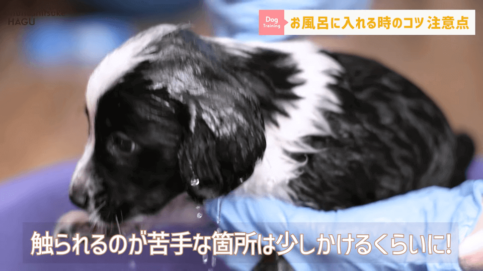 飼い主さんに覚えて欲しい！自宅で愛犬をお風呂に入れる時の注意点！