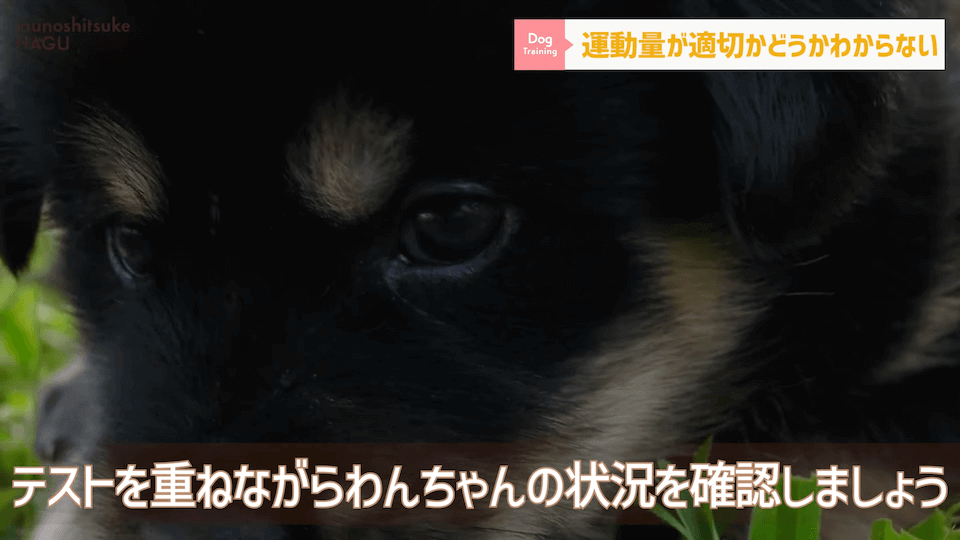 【#育犬ノイローゼ】視聴者さんからの質問に徹底返答！愛犬には適切な〇〇が必要です！