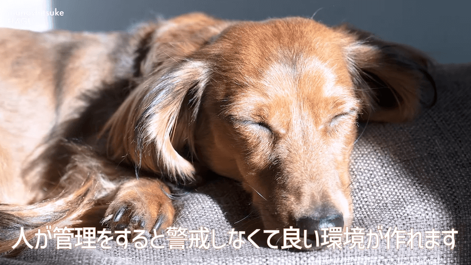 【LINE質問 回答】吠える！舐める！パニック！愛犬の警戒心にはどうすればいいのか悩みに回答！