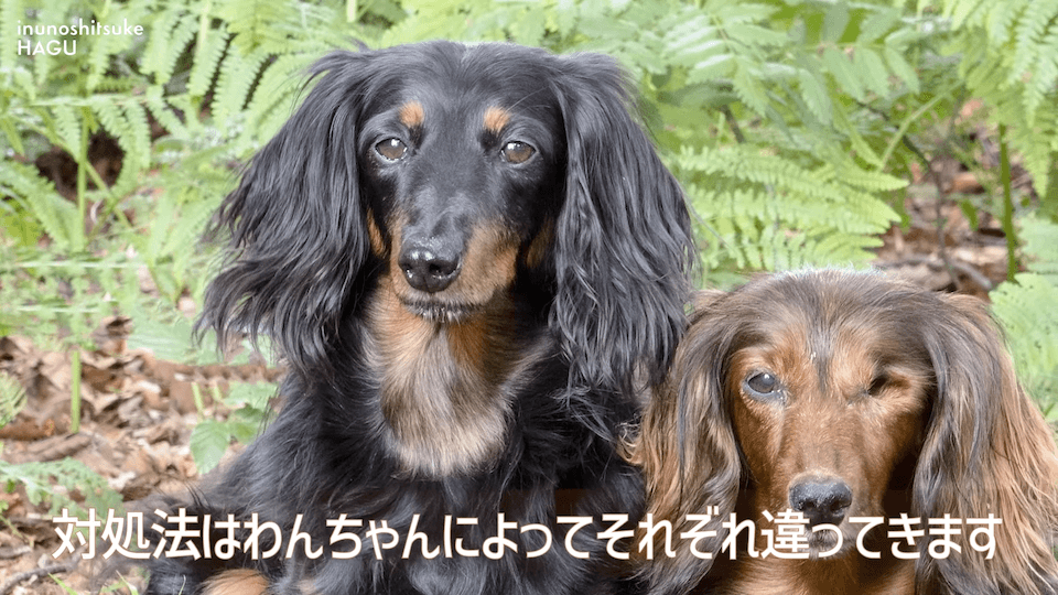 【LINE質問 回答】吠える！舐める！パニック！愛犬の警戒心にはどうすればいいのか悩みに回答！