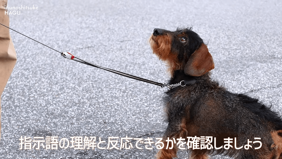 【LINE質問 回答】吠える！舐める！パニック！愛犬の警戒心にはどうすればいいのか悩みに回答！