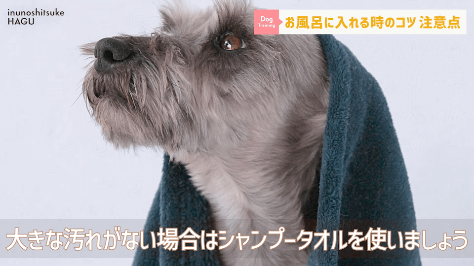 飼い主さんに覚えて欲しい！自宅で愛犬をお風呂に入れる時の注意点！