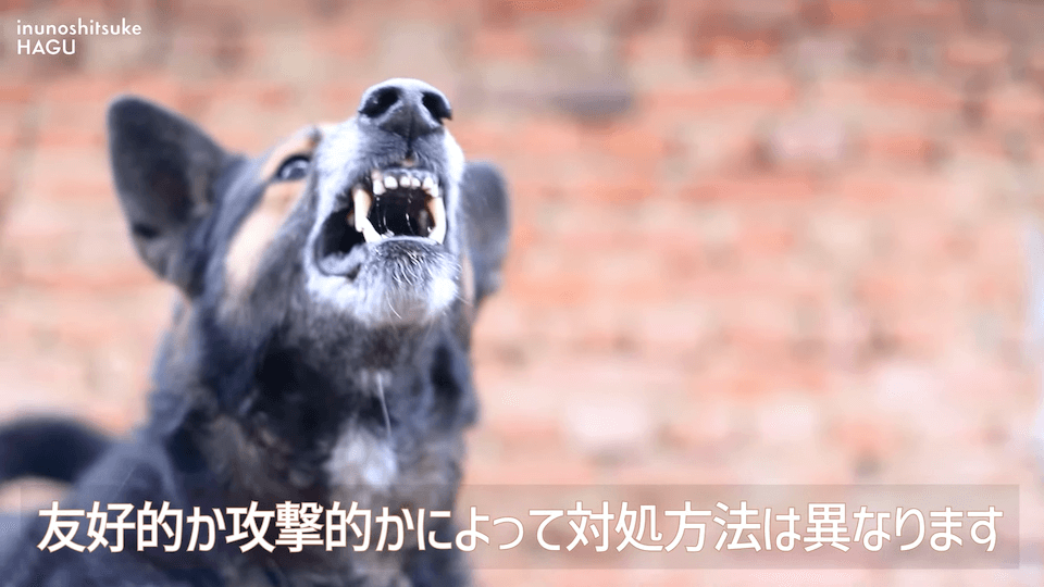 【LINE質問 回答】吠える！舐める！パニック！愛犬の警戒心にはどうすればいいのか悩みに回答！