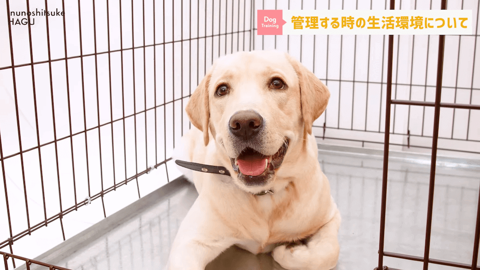 【#育犬ノイローゼ】視聴者さんからの質問に徹底返答！愛犬には適切な〇〇が必要です！