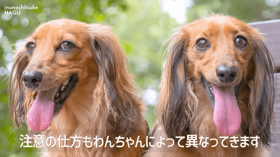 【LINE質問 回答】吠える！舐める！パニック！愛犬の警戒心にはどうすればいいのか悩みに回答！