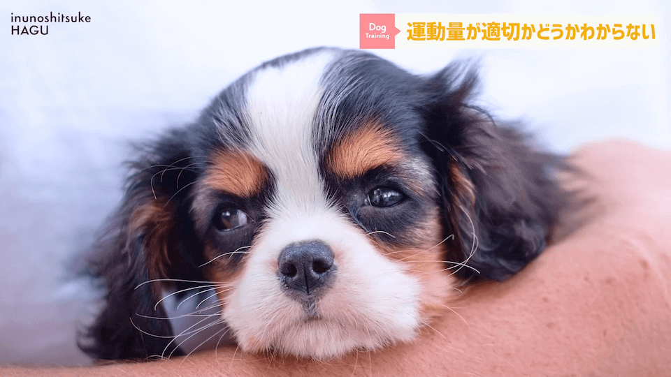 【#育犬ノイローゼ】視聴者さんからの質問に徹底返答！愛犬には適切な〇〇が必要です！