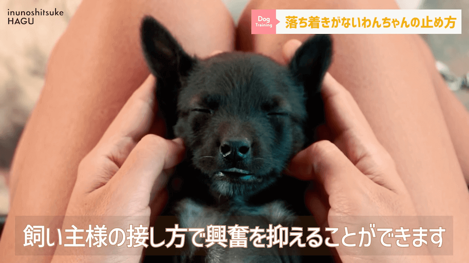 【#育犬ノイローゼ】視聴者さんからの質問に徹底返答！愛犬には適切な〇〇が必要です！