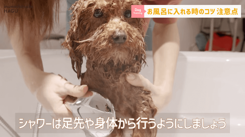 飼い主さんに覚えて欲しい！自宅で愛犬をお風呂に入れる時の注意点！