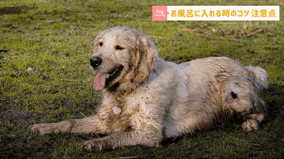 飼い主さんに覚えて欲しい！自宅で愛犬をお風呂に入れる時の注意点！