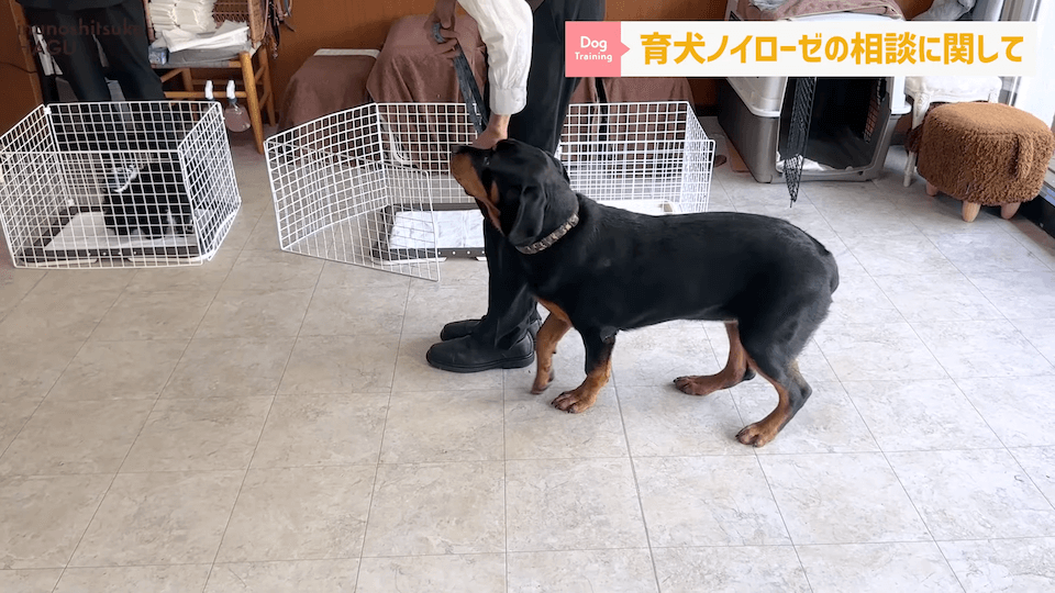 【#育犬ノイローゼ】視聴者さんからの質問に徹底返答！愛犬には適切な〇〇が必要です！