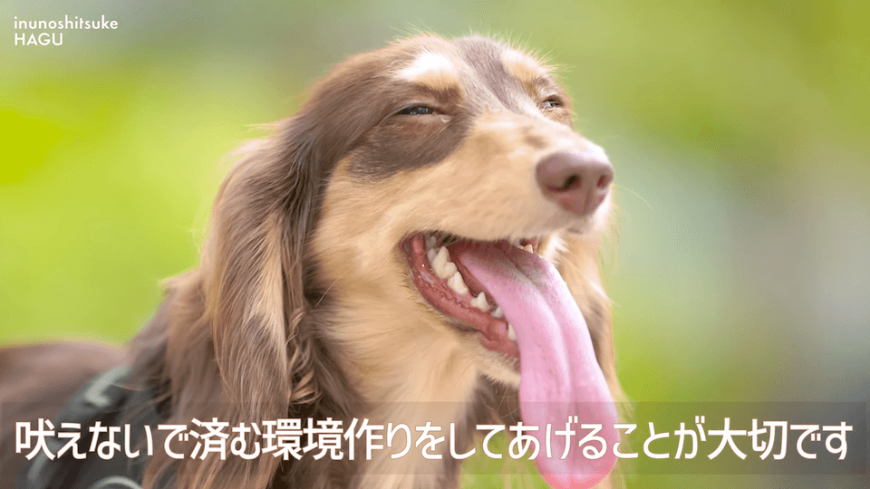 【LINE質問 回答】吠える！舐める！パニック！愛犬の警戒心にはどうすればいいのか悩みに回答！