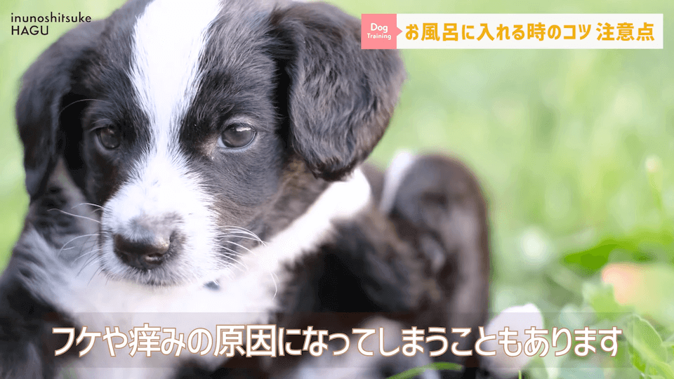 飼い主さんに覚えて欲しい！自宅で愛犬をお風呂に入れる時の注意点！