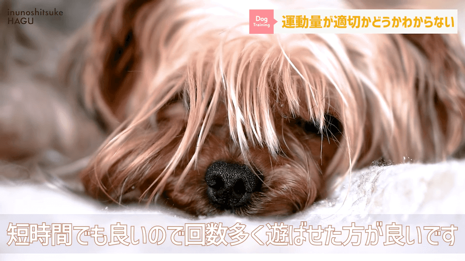 【#育犬ノイローゼ】視聴者さんからの質問に徹底返答！愛犬には適切な〇〇が必要です！