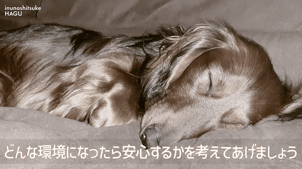 【LINE質問 回答】吠える！舐める！パニック！愛犬の警戒心にはどうすればいいのか悩みに回答！