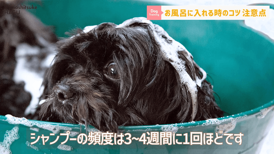 飼い主さんに覚えて欲しい！自宅で愛犬をお風呂に入れる時の注意点！